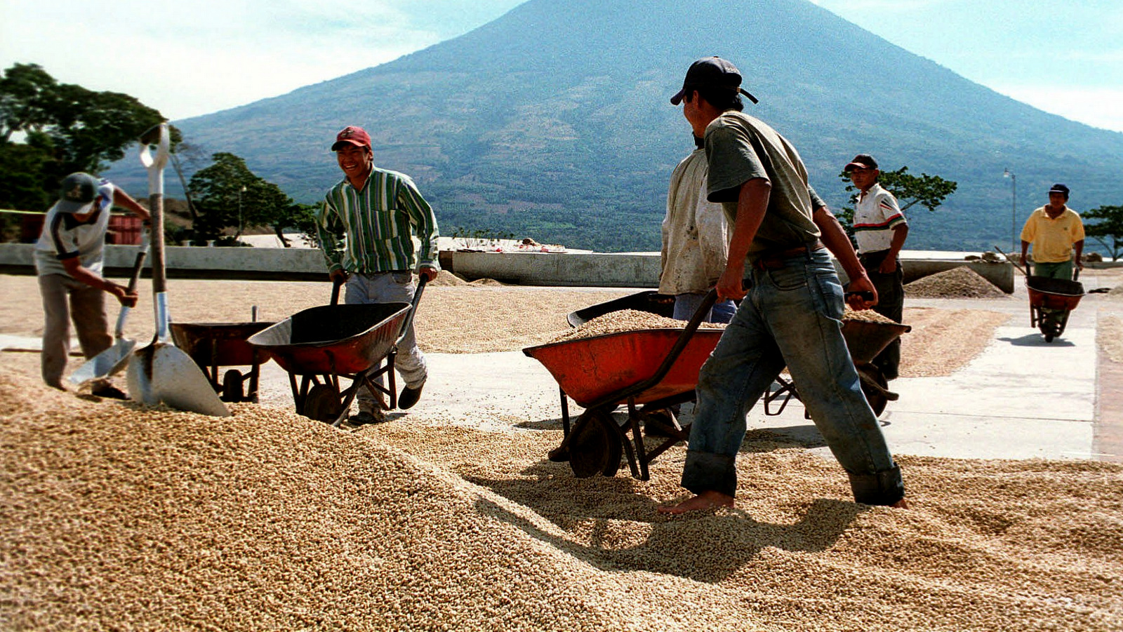 Workers haul coffee beans at a plantation in Alotengango, Guatemala. Coffee is the main export for Guatemala and a boycott from Arab countries that import large amounts of coffee and cardomam could have real economic consequences for the country. (AP/Moises Castillo)