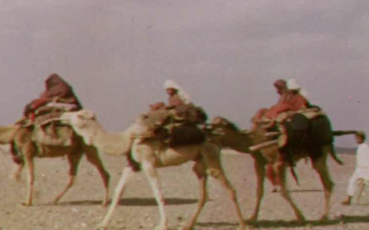 Camels crossing. A still from Quetta Damghan. British Film Institute/Royal Geographical Society
