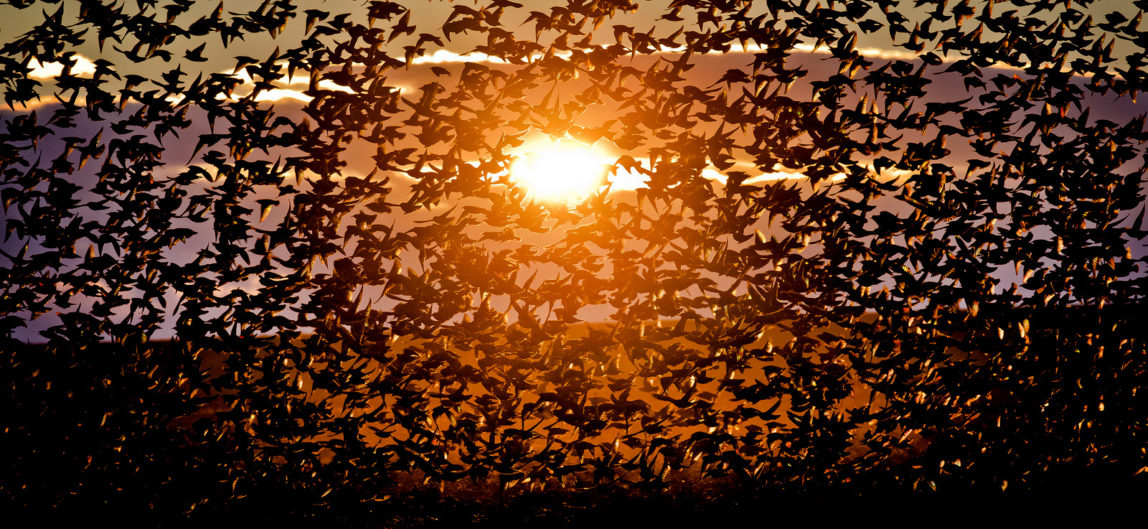 A large flock of starlings fly illuminated by the setting sun near Bacau, north eastern Romania, Dec. 10, 2013. (AP/Vadim Ghirda)