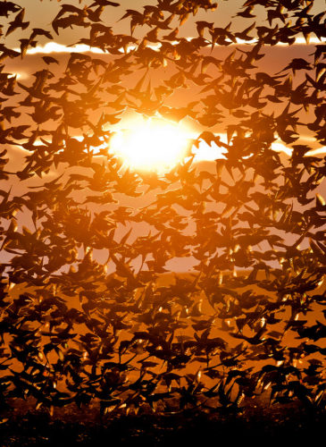 A large flock of starlings fly illuminated by the setting sun near Bacau, north eastern Romania, Dec. 10, 2013. (AP/Vadim Ghirda)