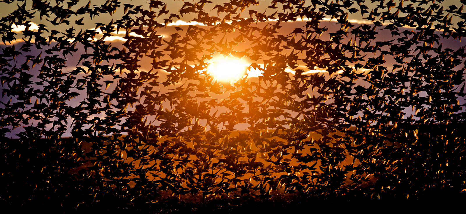 A large flock of starlings fly illuminated by the setting sun near Bacau, north eastern Romania, Dec. 10, 2013. (AP/Vadim Ghirda)