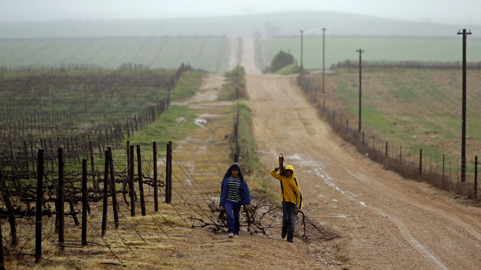 Farmworkers carry wood to heat their homes past a sprawling vineyard near Riebeek West, South Africa. Schalk van Zuydam | AP