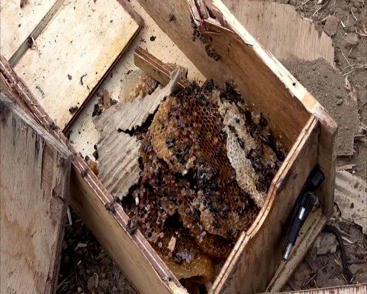 Yemen Saudi Arabia airstrike bee farm