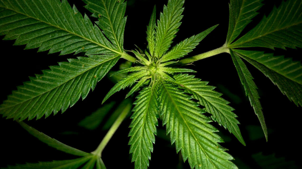 Despite Big Pharma’s Heavy Lobbying, Cannabis Legalization Efforts in US Make New Gains