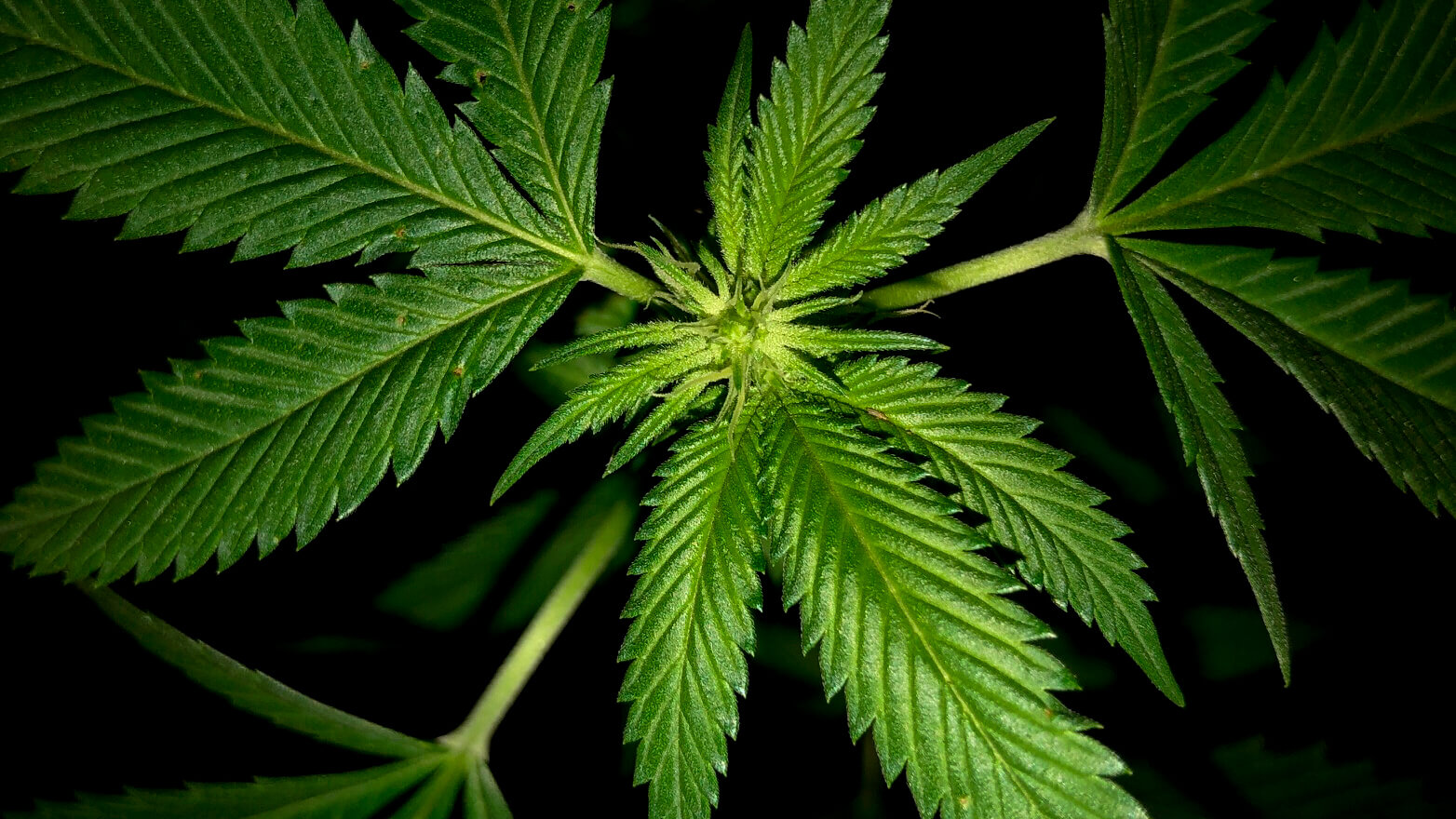 Marijuana ballot measures