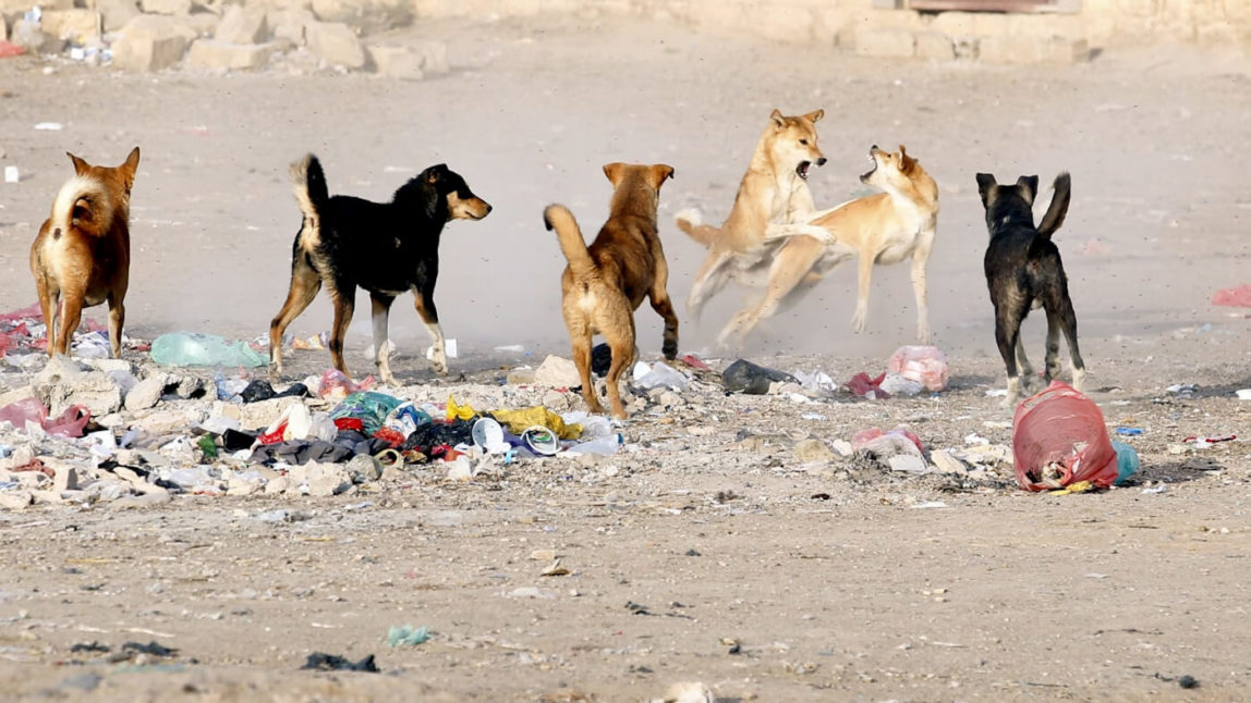 Yemen | Rabid Dogs