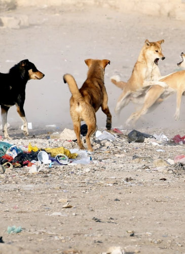 Yemen | Rabid Dogs