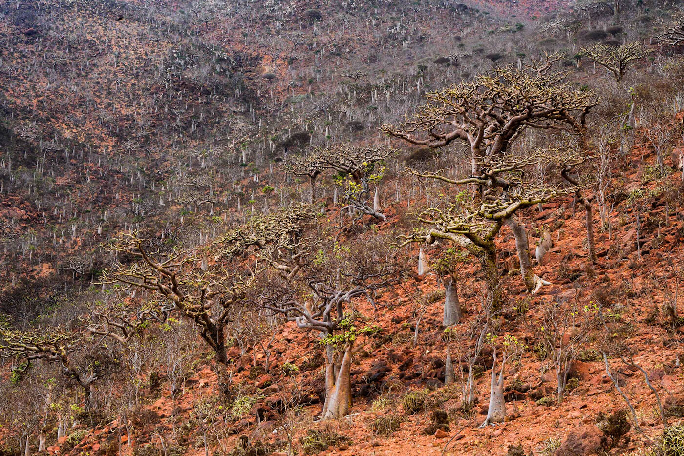 Socotra Yemen trees