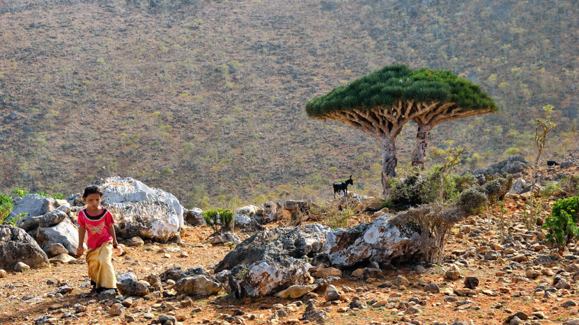 Yemen Socotra island feature photo