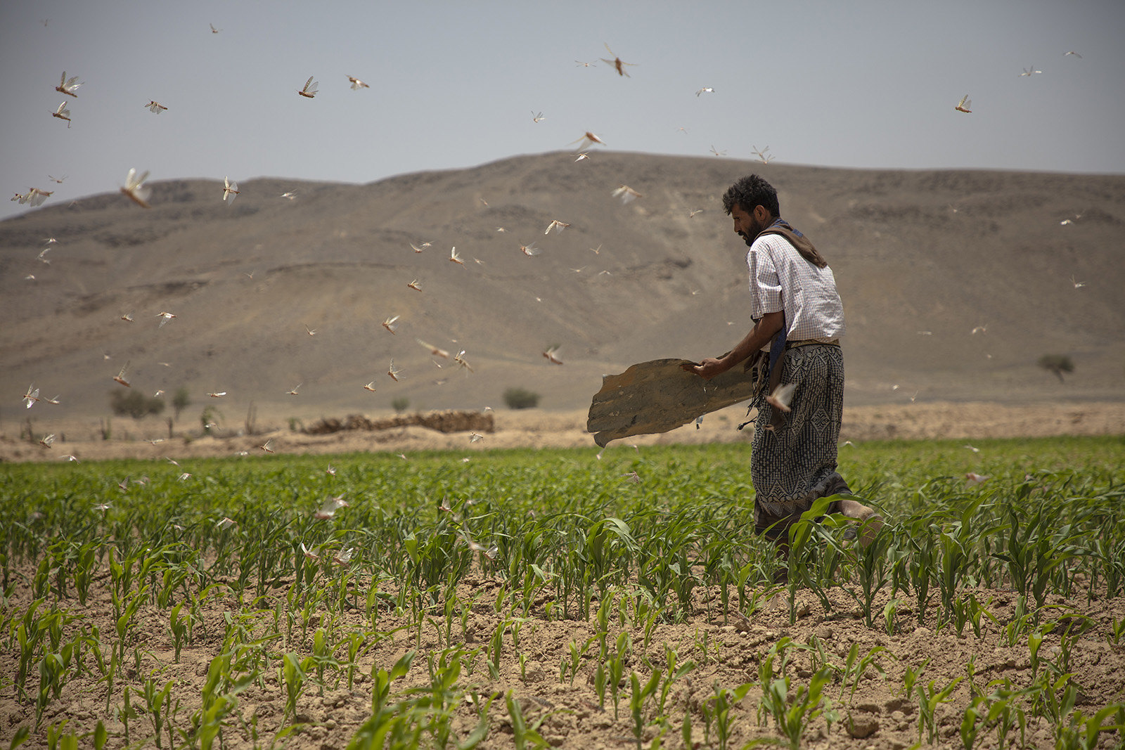 Five Years On, Saudi Attacks on Yemen&#39;s Farmers Are Pushing the Whole  Country into Famine