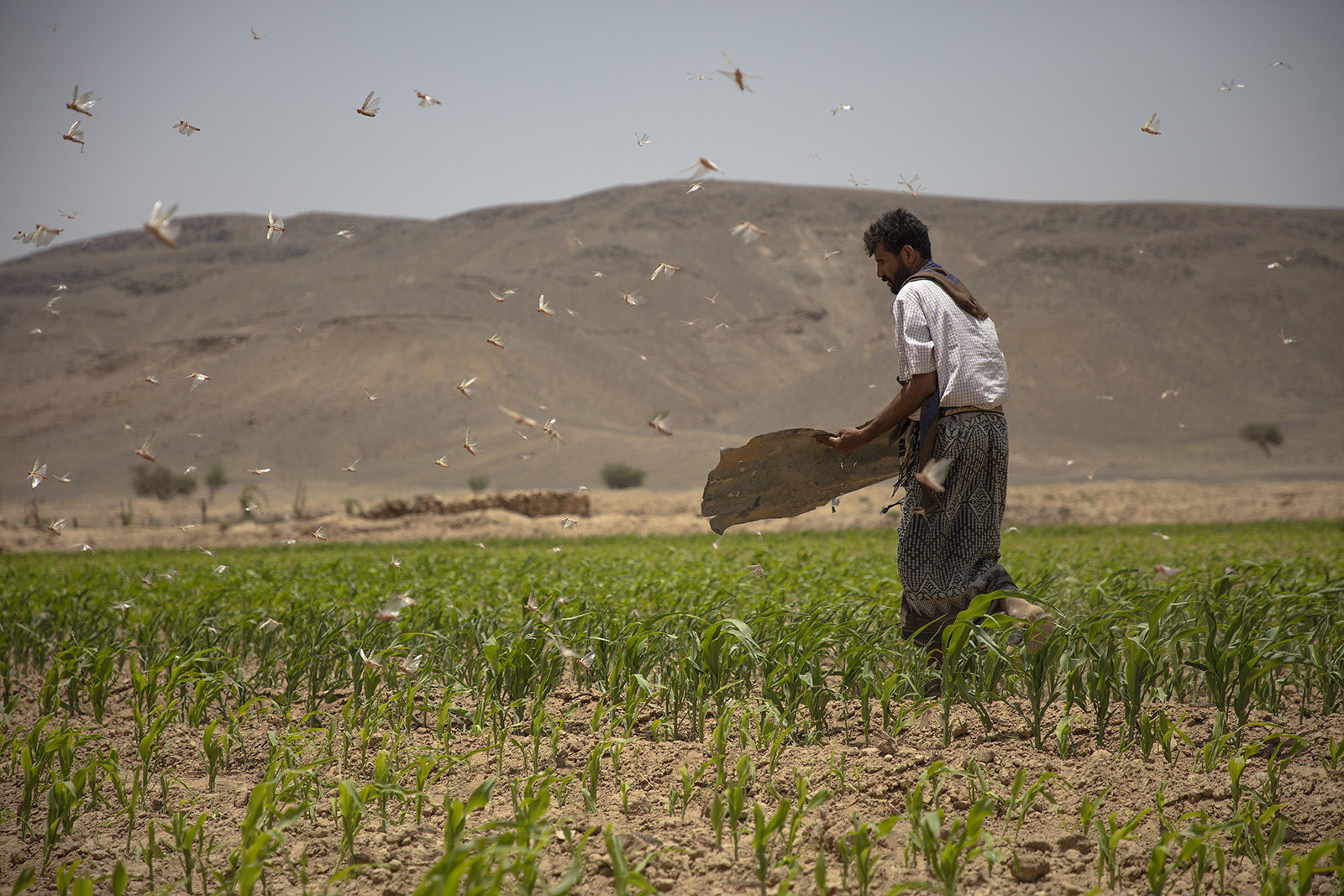 Yemen Farmers