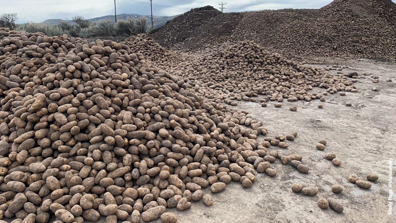 Coronavirus Food Bank Farmers