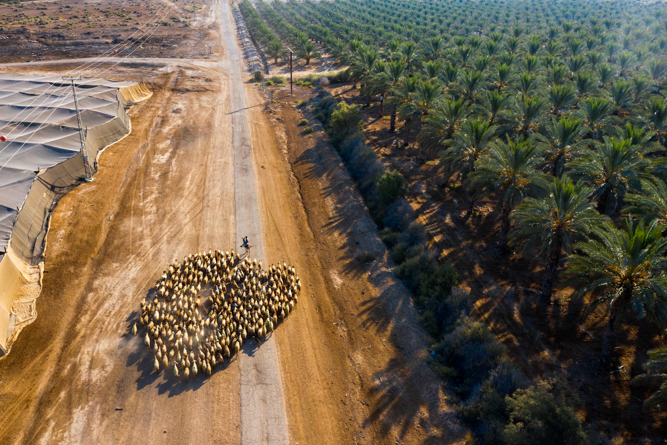 A Palestinian shepherd herds his flock in the Jordan Valley, June 30, 2020. Oded Balilty | AP