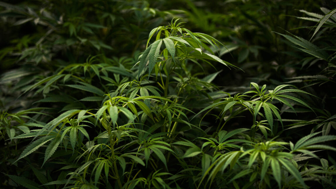 Mexico’s Imminent Marijuana Legalization Law Leaves US Lawmakers Holding the Joint
