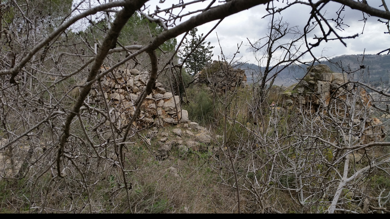 Trees planted by the Jewish National Fund engulf the ruins of Palestinian homes in Sataf. Photo: Zochrot