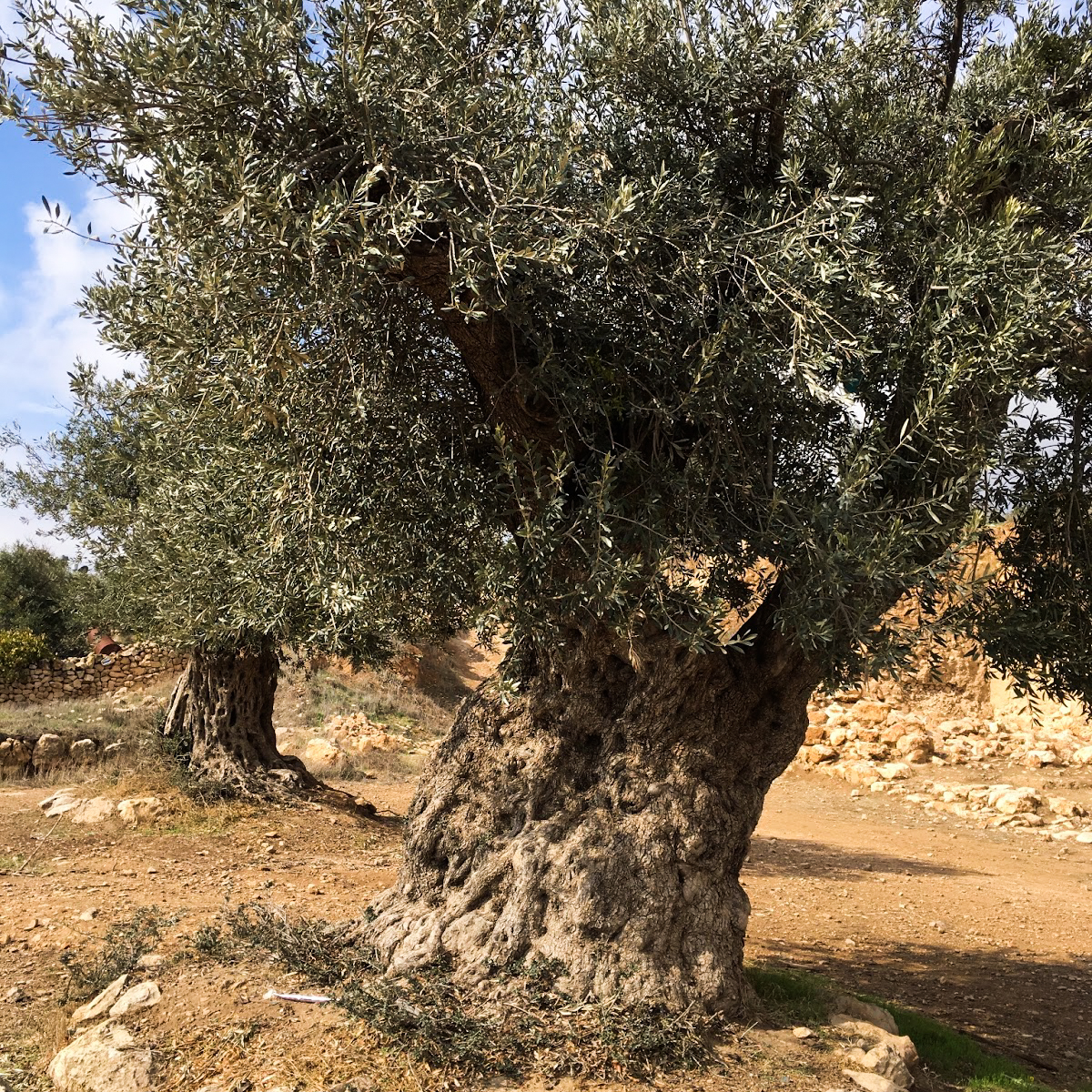 Ancient olive trees on Tel-Rumeida