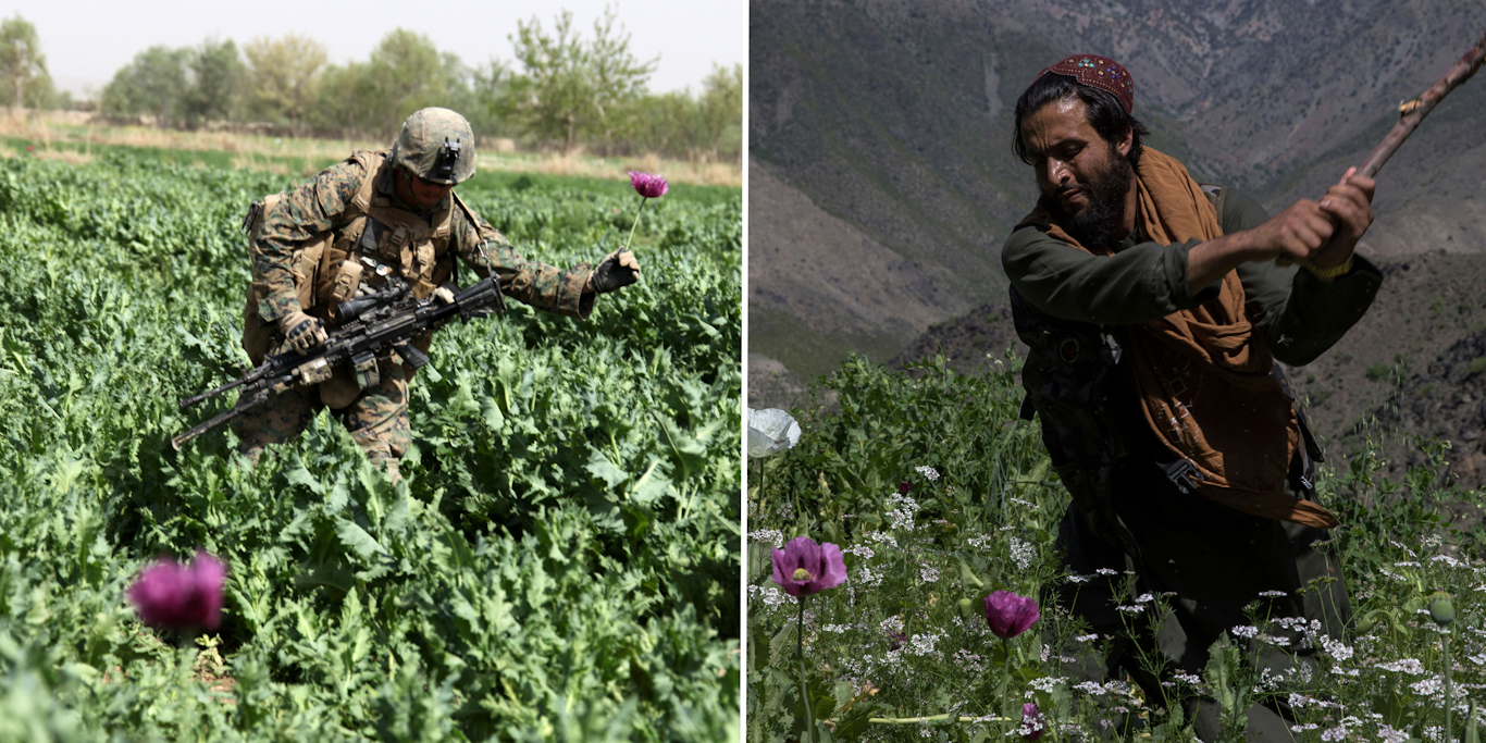 Left, a US Marine picks a flower as he guards a poppy field in 2012 in Helmand Provine. Photo: DVIDS. Right, A man breaks poppy stalks as part of a 2023 campaign to target illegal drugs in Afghanistan. Photo: Oriane Zerah/AP.
