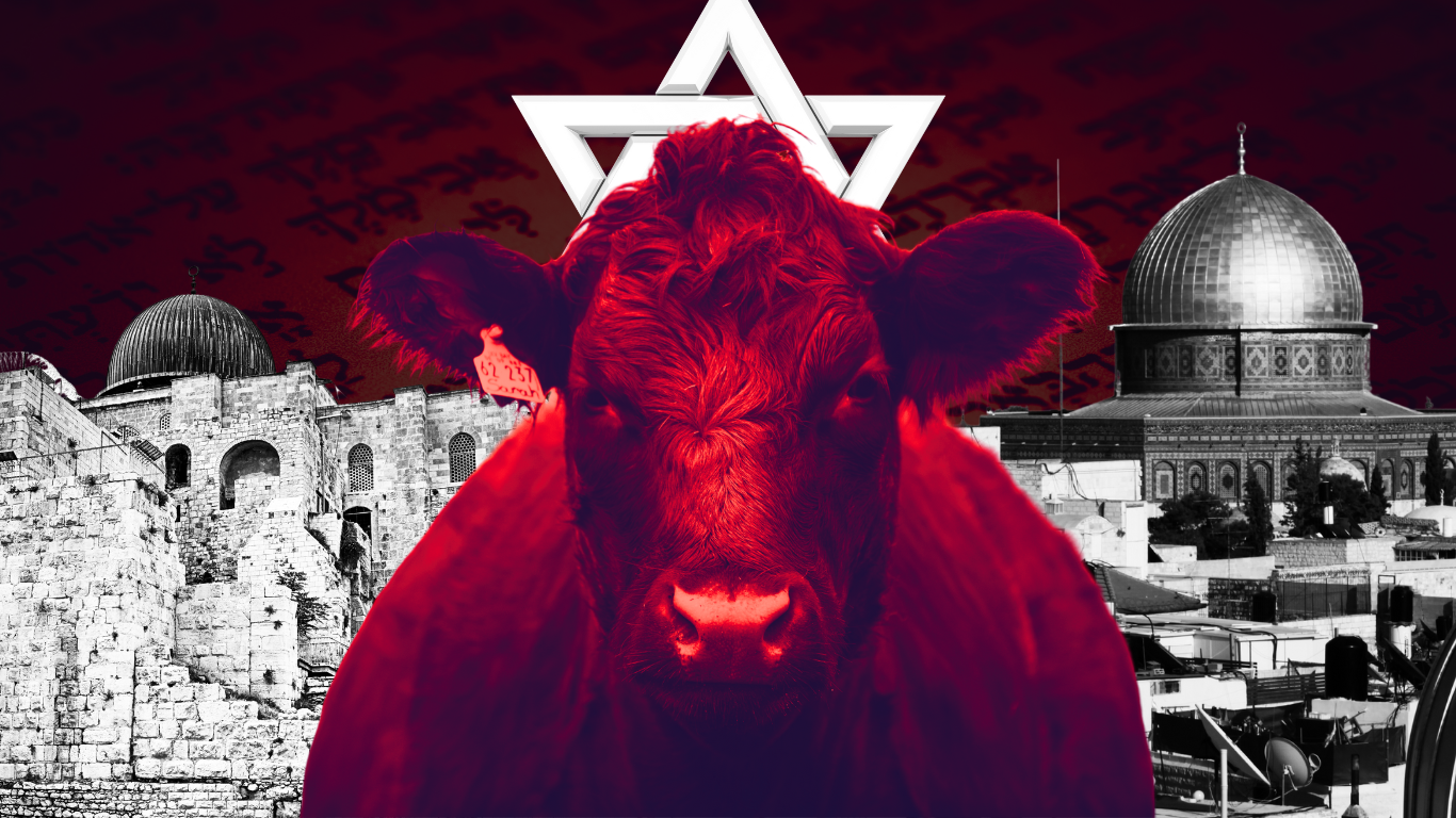 The Red Heifer Project Israeli Government Part of Plan to Build Third